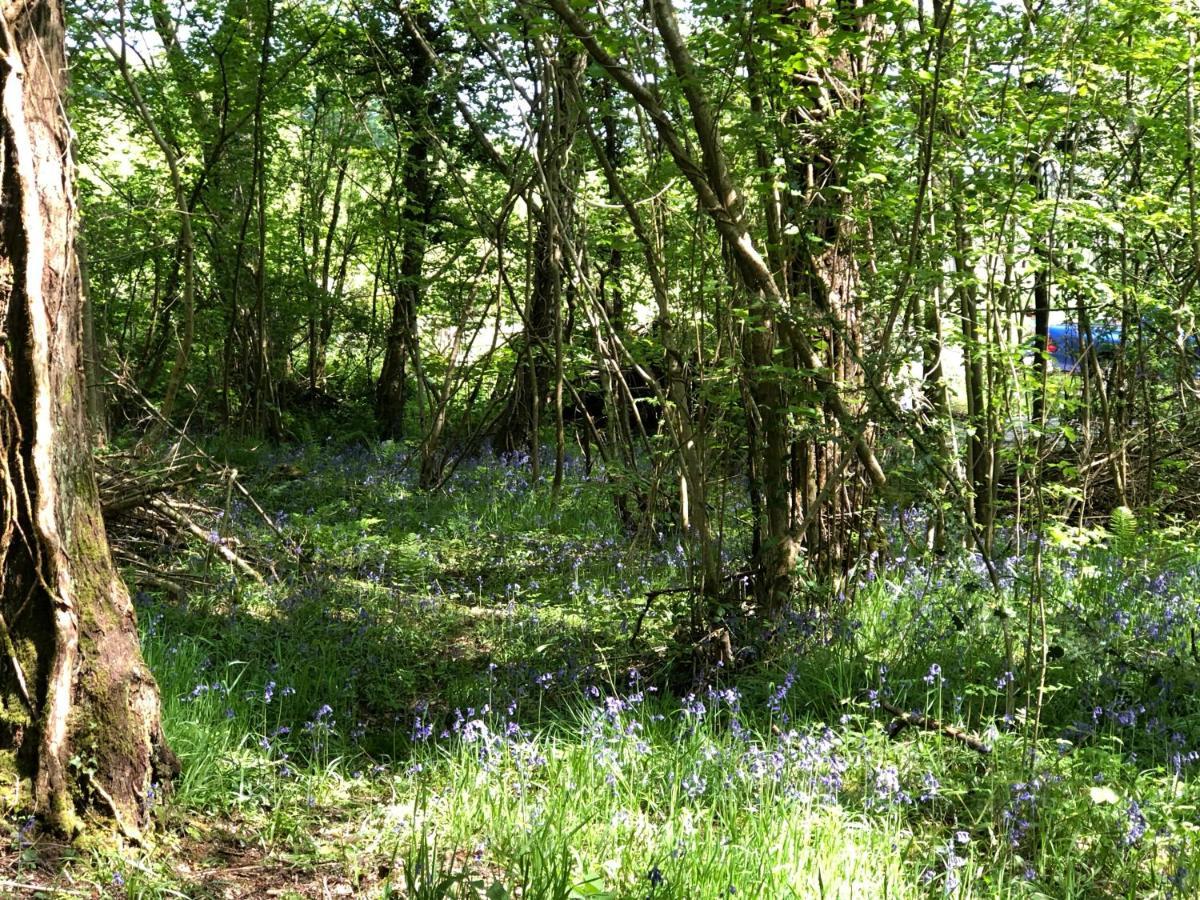Деревянный коттедж Coed Y Marchog Woodland Retreat